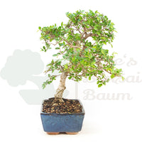 Chinesische Ulme 'Zelkova parvifolia'