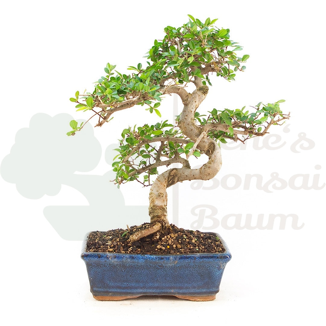 Chinesische Ulme 'Zelkova parvifolia'