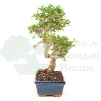 Chinesische Ulme 'Zelkova parvifolia'