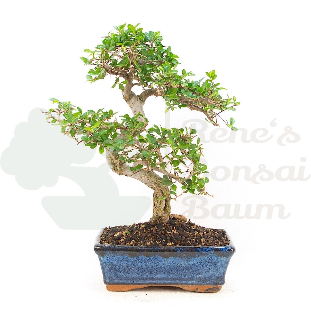 Chinesische Ulme 'Zelkova parvifolia'