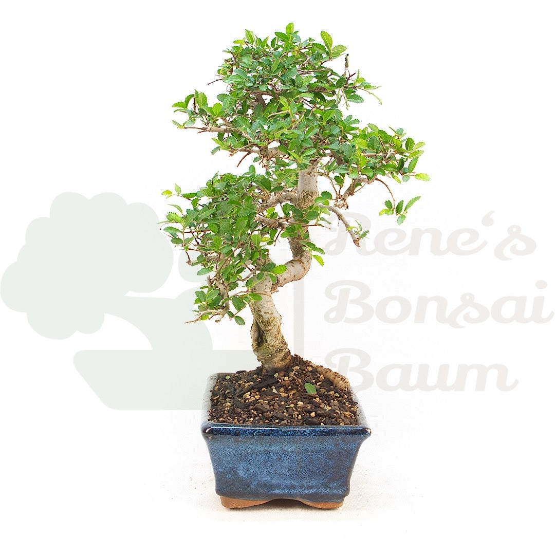 Chinesische Ulme 'Zelkova parvifolia'