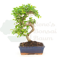 Chinesische Ulme 'Zelkova parvifolia'