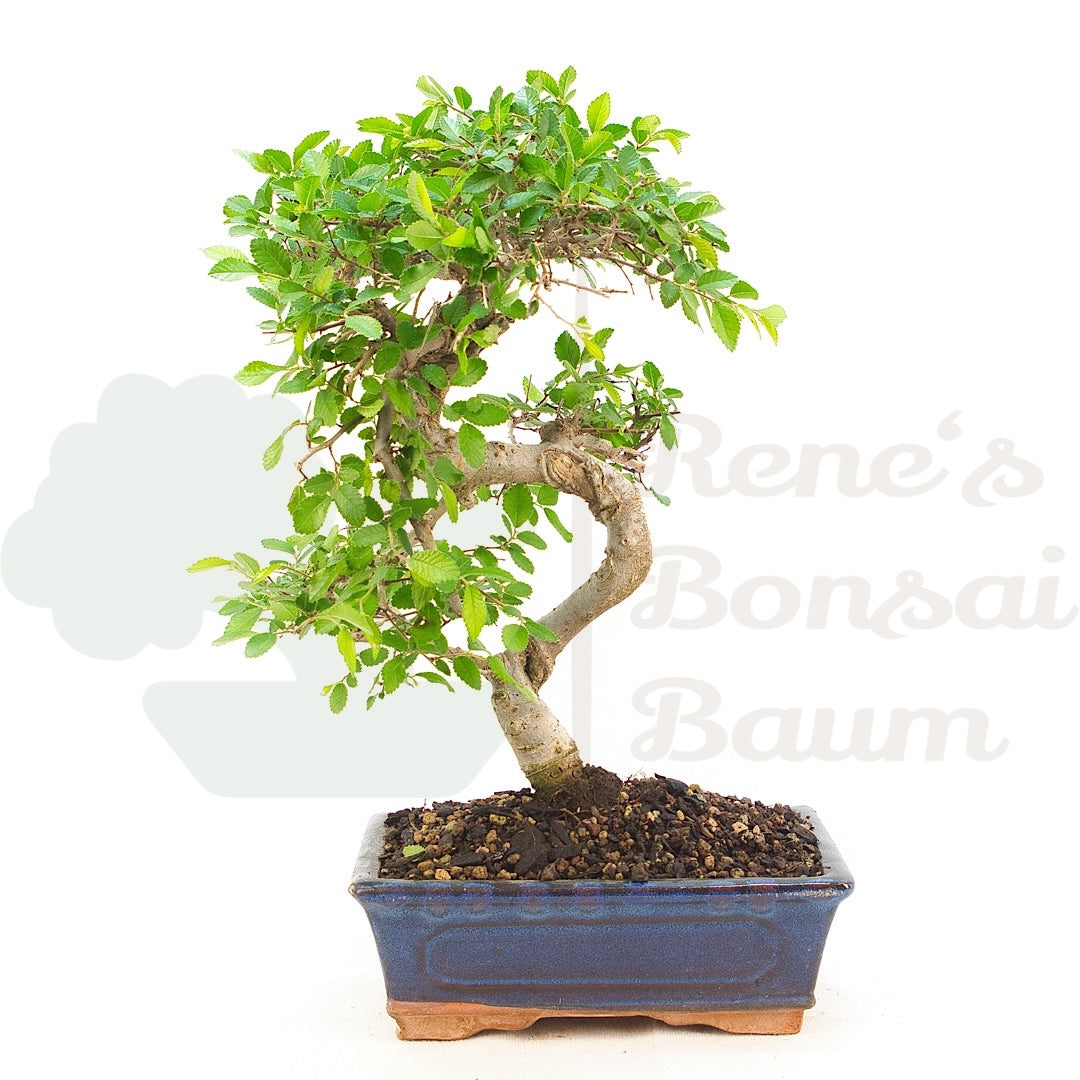 Chinesische Ulme 'Zelkova parvifolia'