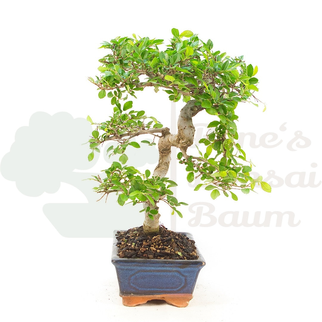 Chinesische Ulme 'Zelkova parvifolia'