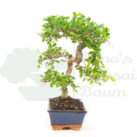 Chinesische Ulme 'Zelkova parvifolia'