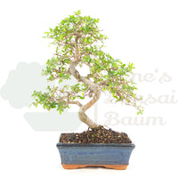 Chinesische Ulme 'Zelkova parvifolia'