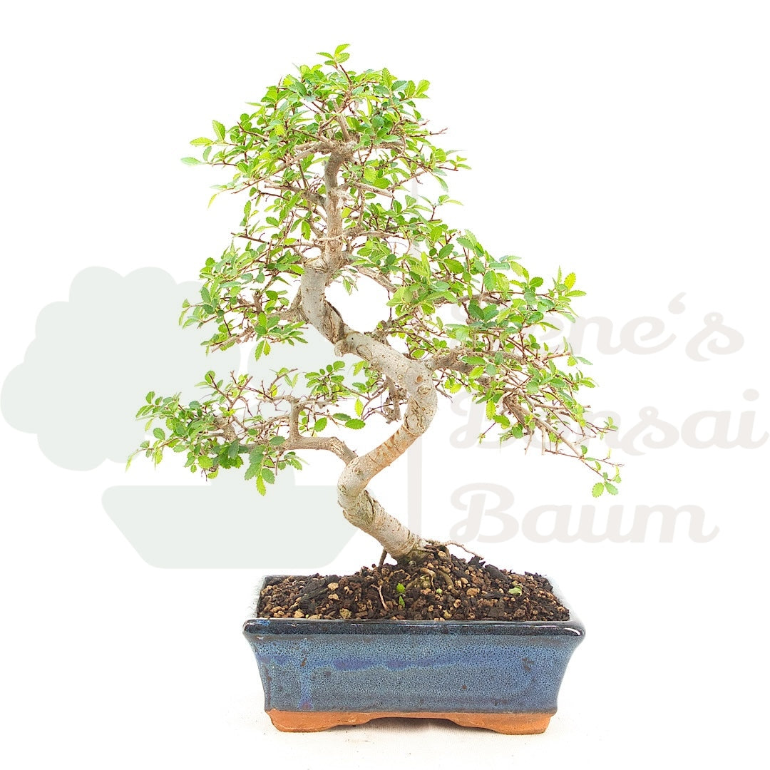 Chinesische Ulme 'Zelkova parvifolia'
