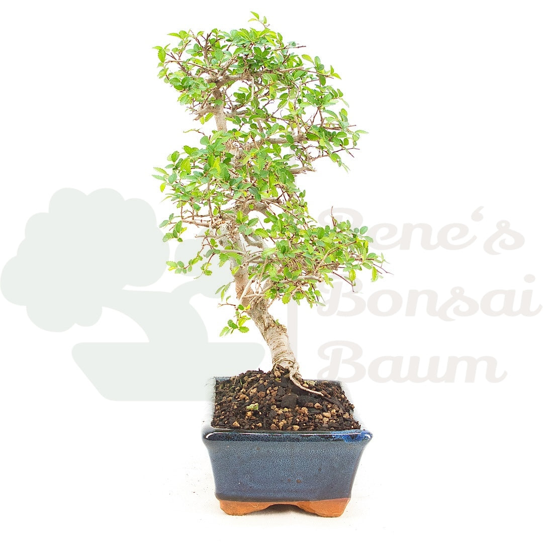 Chinesische Ulme 'Zelkova parvifolia'