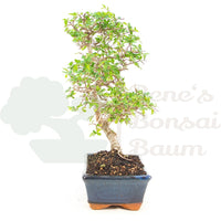 Chinesische Ulme 'Zelkova parvifolia'
