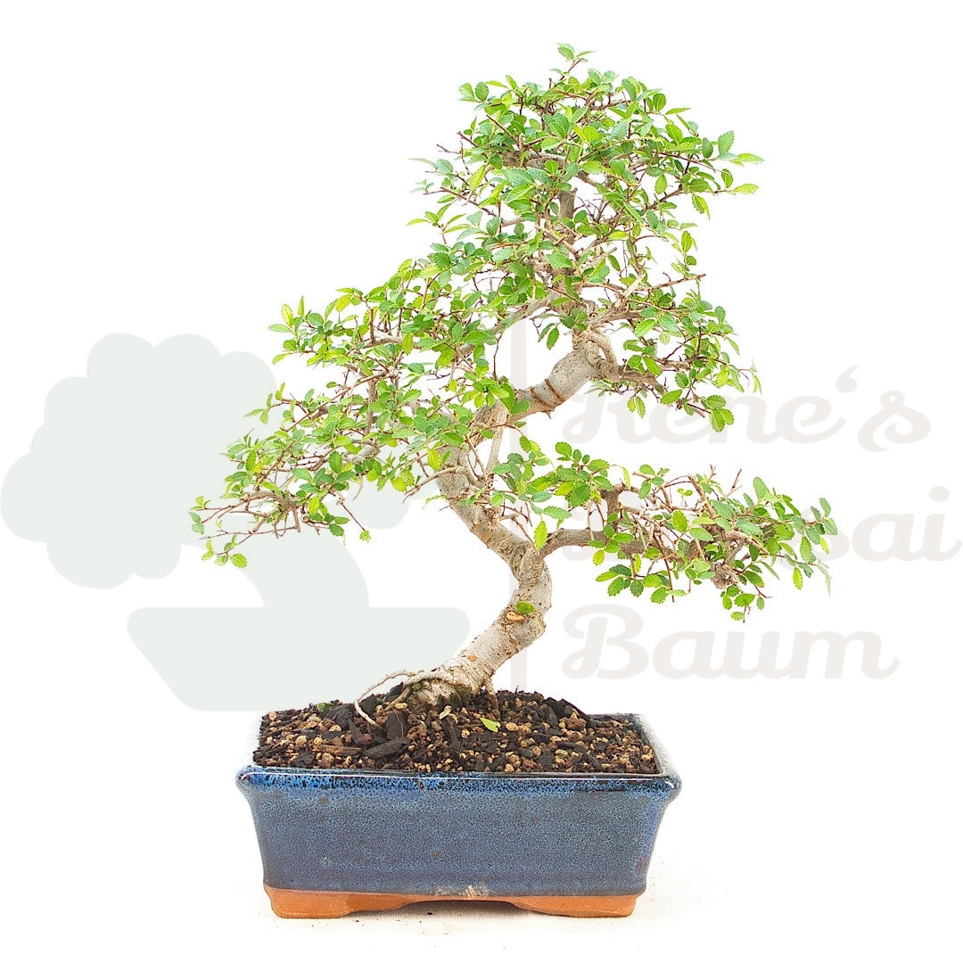 Chinesische Ulme 'Zelkova parvifolia'