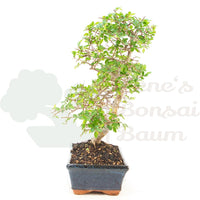 Chinesische Ulme 'Zelkova parvifolia'