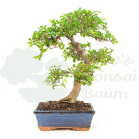 Chinesische Ulme 'Zelkova parvifolia'