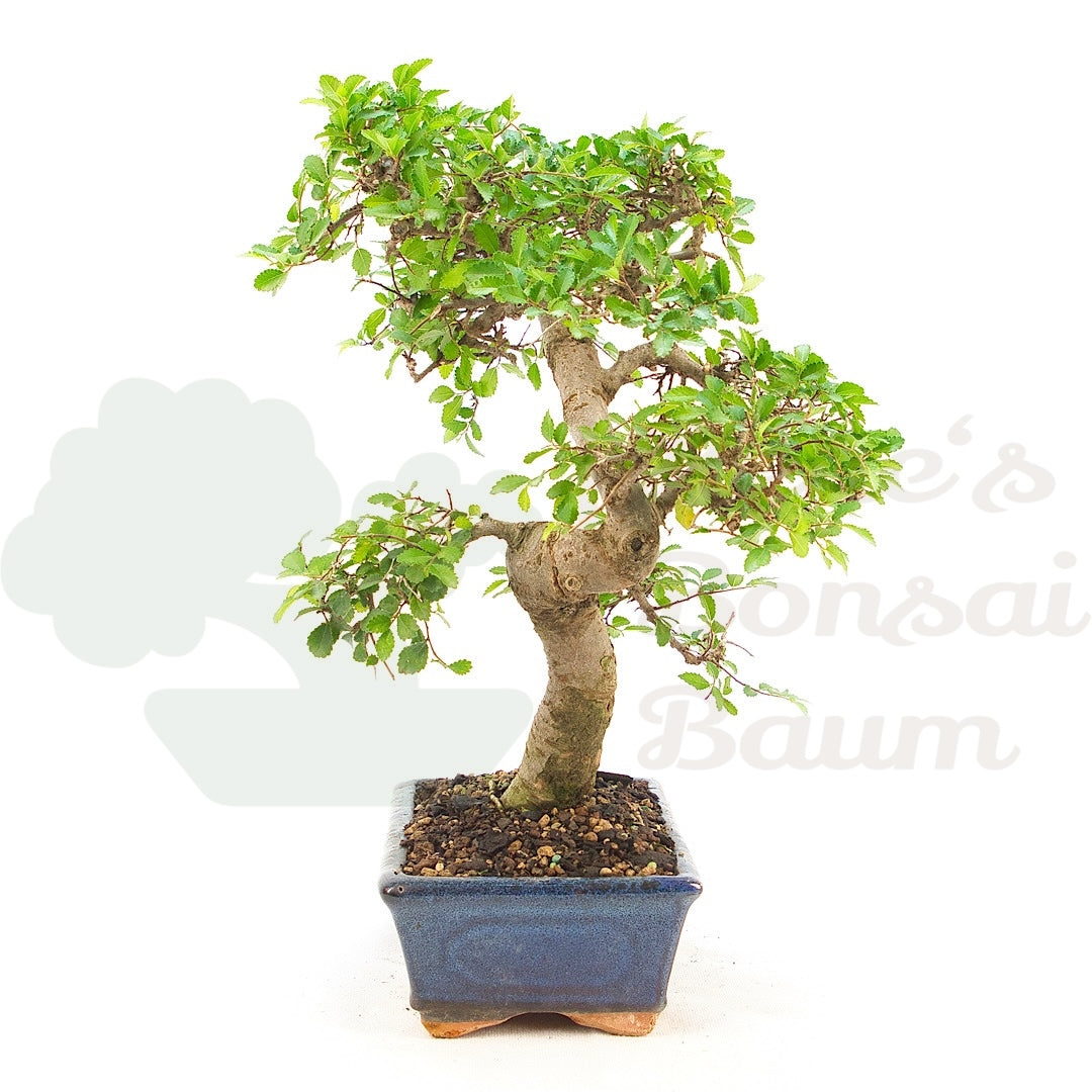 Chinesische Ulme 'Zelkova parvifolia'