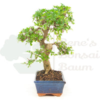 Chinesische Ulme 'Zelkova parvifolia'