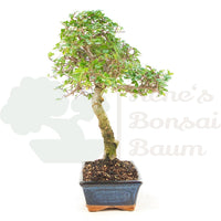 Chinesische Ulme 'Zelkova parvifolia'