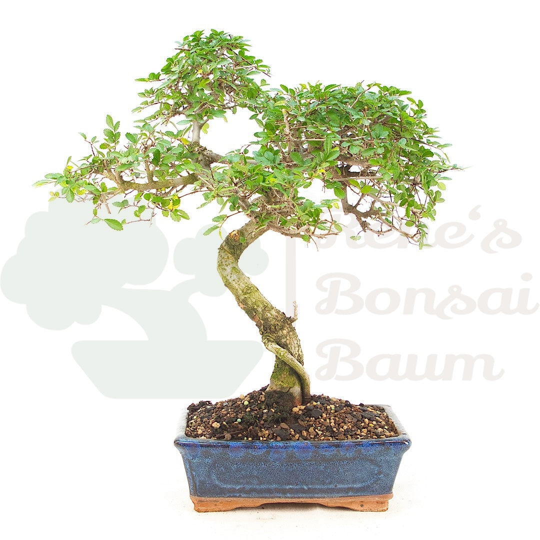 Chinesische Ulme 'Zelkova parvifolia'