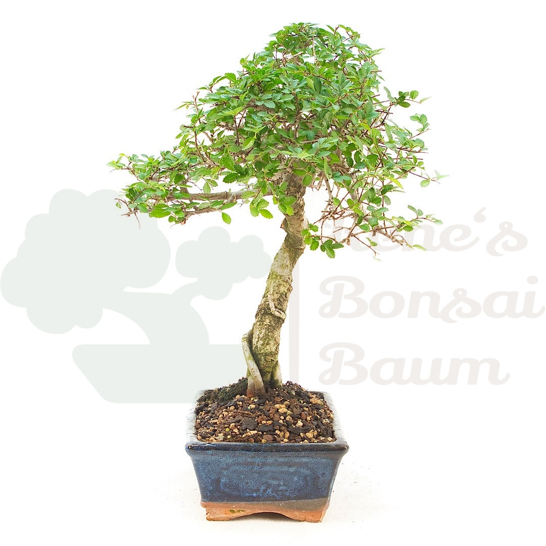 Chinesische Ulme 'Zelkova parvifolia'