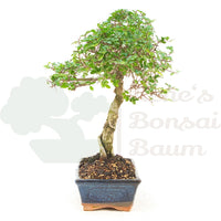 Chinesische Ulme 'Zelkova parvifolia'