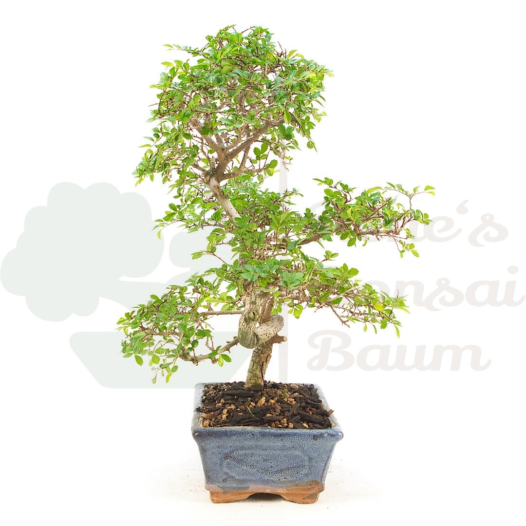 Chinesische Ulme 'Zelkova parvifolia'