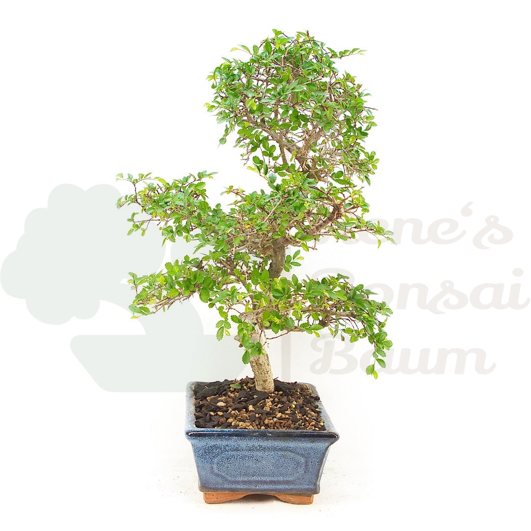 Chinesische Ulme 'Zelkova parvifolia'