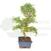 Chinesische Ulme 'Zelkova parvifolia'