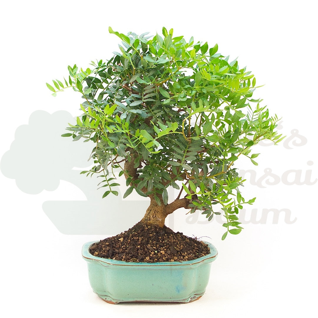 Pistazie 'Pistazie lentiscus'
