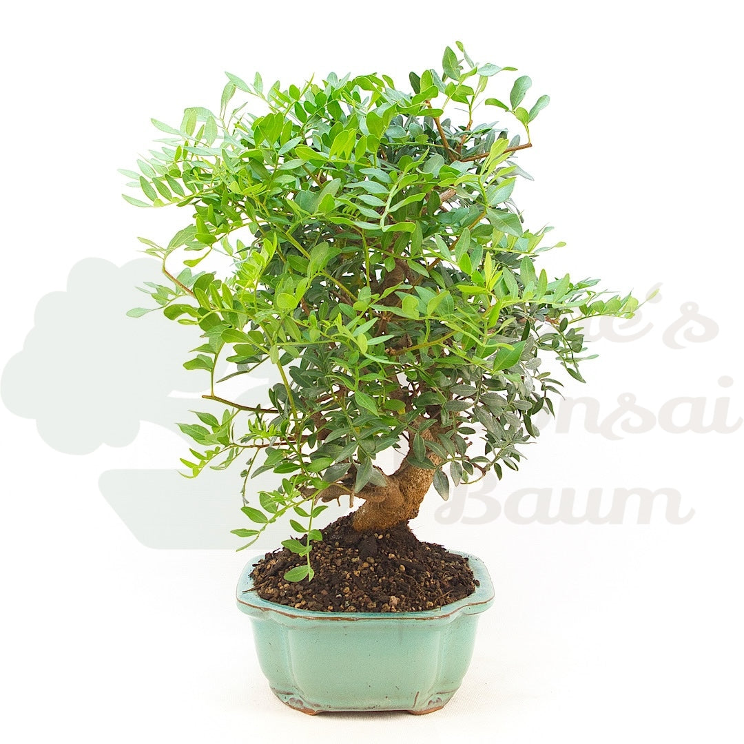 Pistazie 'Pistazie lentiscus'