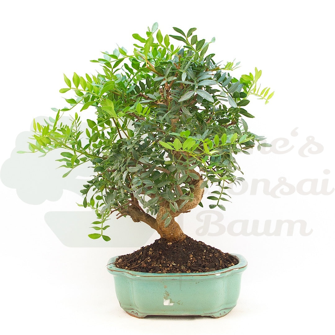 Pistazie 'Pistazie lentiscus'