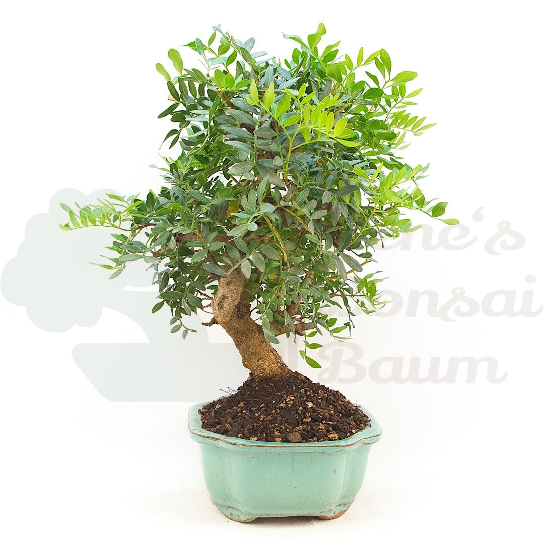 Pistazie 'Pistazie lentiscus'