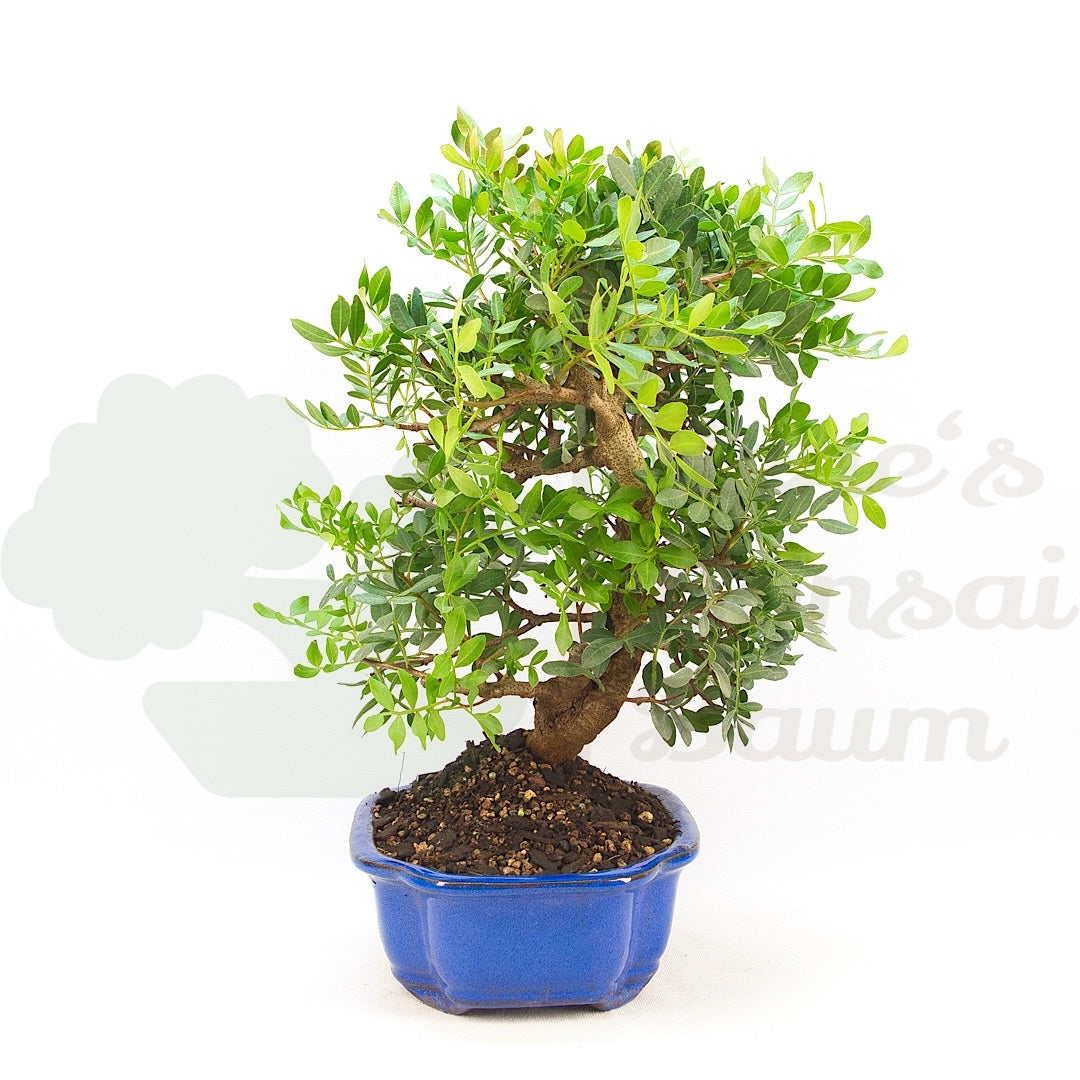 Pistazie 'Pistazie lentiscus'