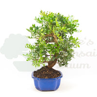 Pistazie 'Pistazie lentiscus'