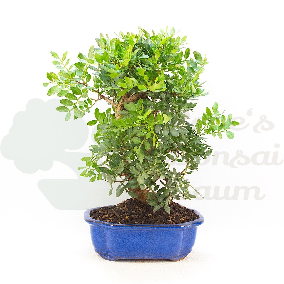 Pistazie 'Pistazie lentiscus'