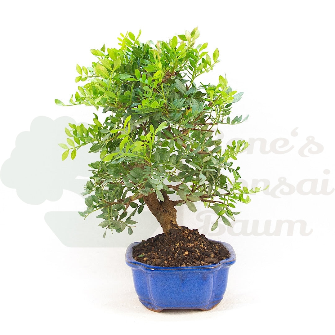Pistazie 'Pistazie lentiscus'