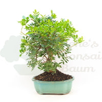 Pistazie 'Pistazie lentiscus'