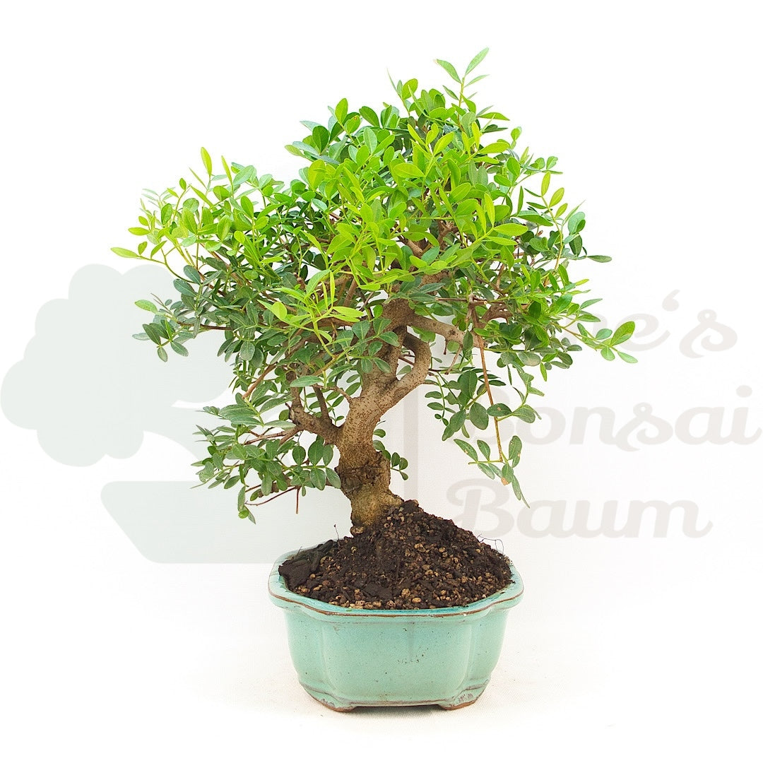 Pistazie 'Pistazie lentiscus'
