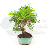 Pistazie 'Pistazie lentiscus'