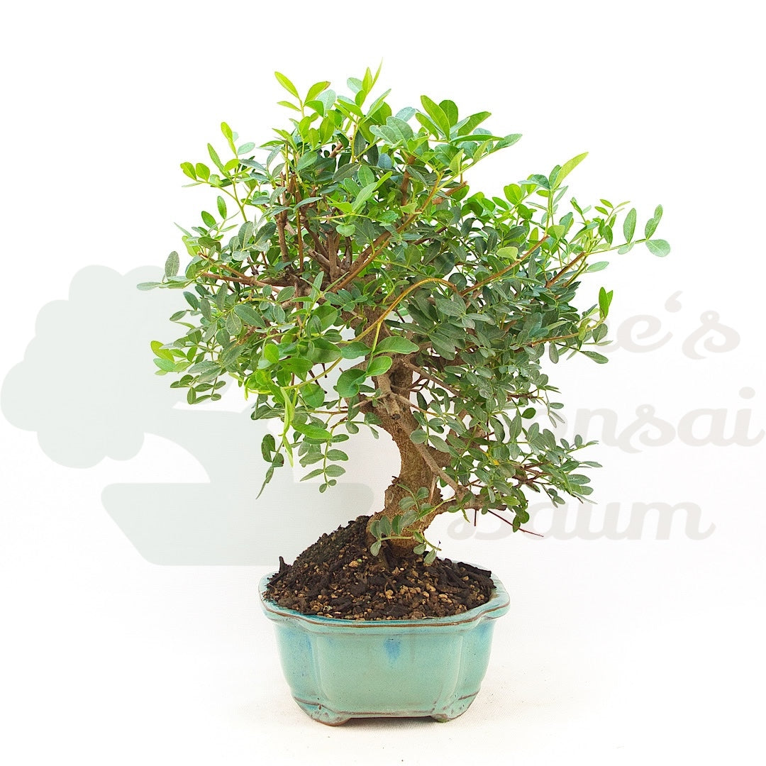 Pistazie 'Pistazie lentiscus'