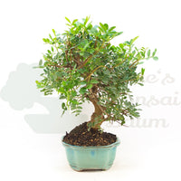 Pistazie 'Pistazie lentiscus'
