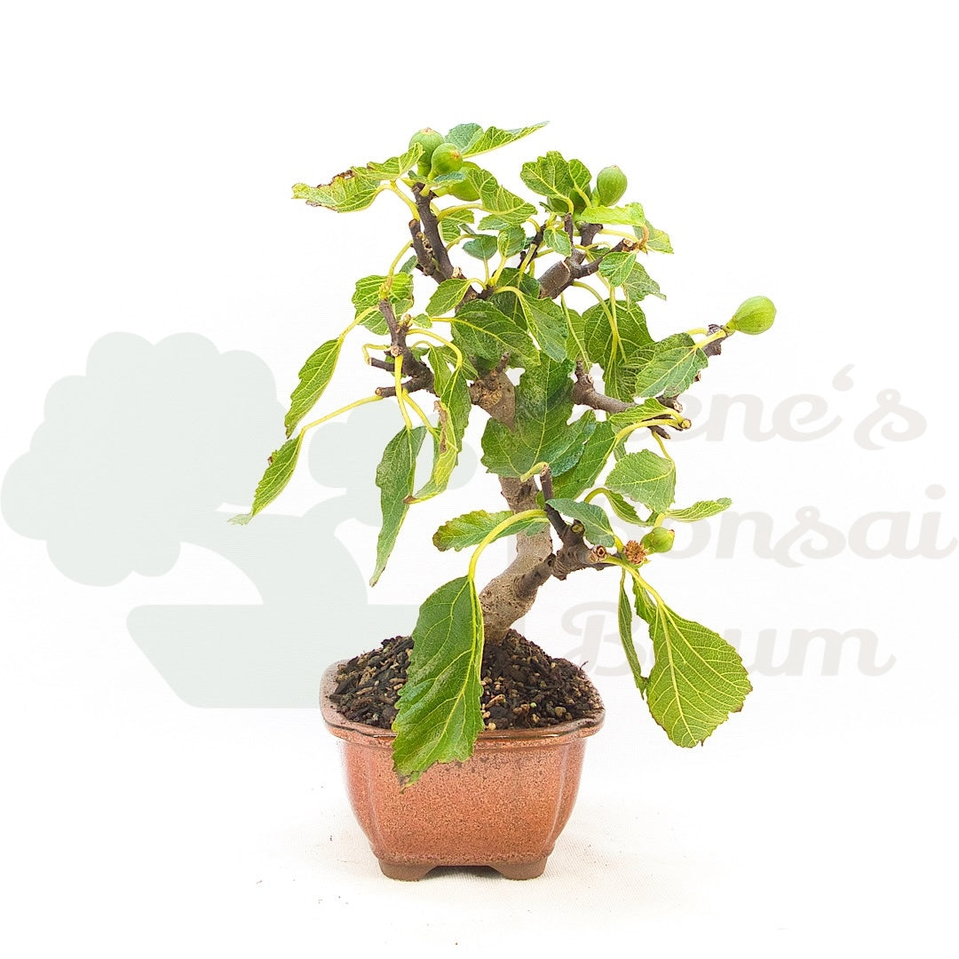 Essfeige 'Ficus carica'