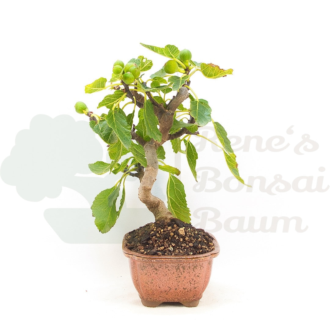Essfeige 'Ficus carica'