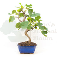 Essfeige 'Ficus carica'