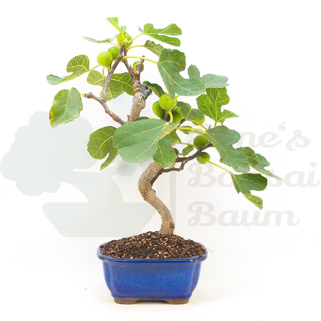Essfeige 'Ficus carica'