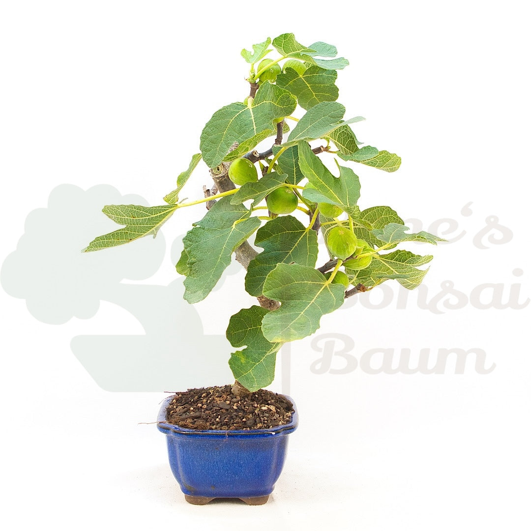 Essfeige 'Ficus carica'