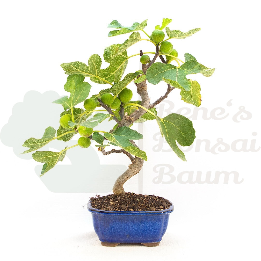 Essfeige 'Ficus carica'