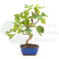 Essfeige 'Ficus carica'