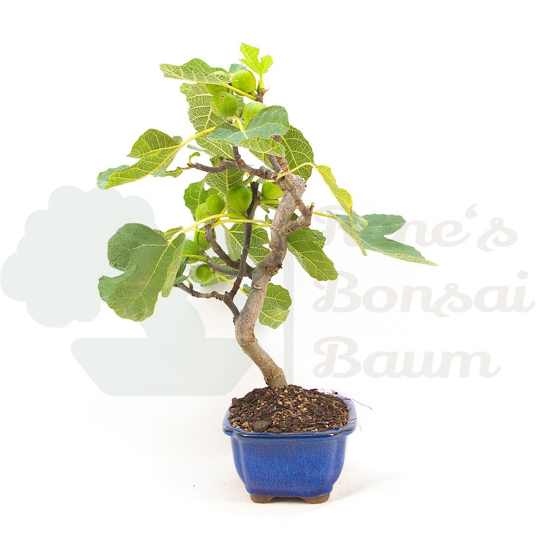 Essfeige 'Ficus carica'