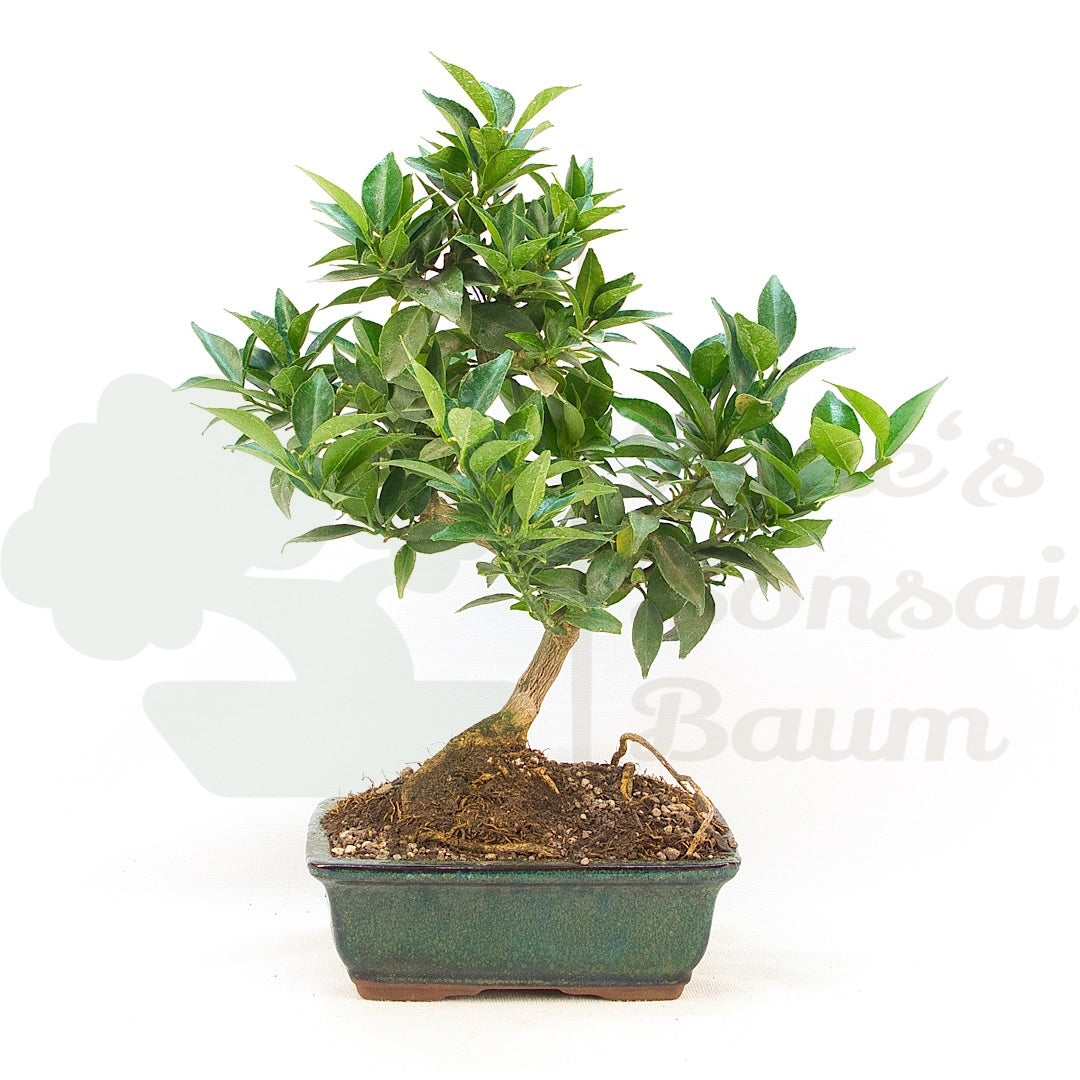Bitterorange 'Citrus myrtifolia'