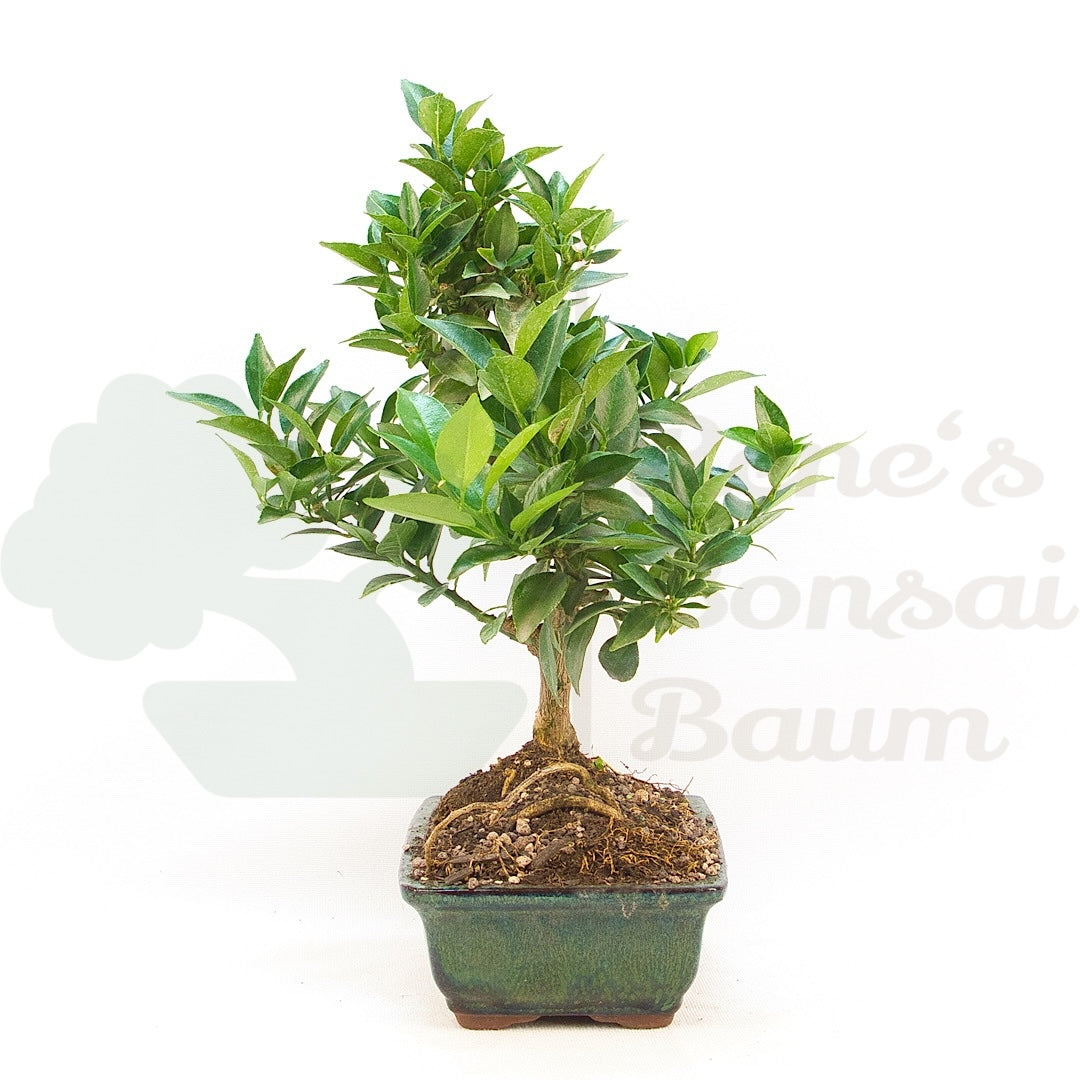 Bitterorange 'Citrus myrtifolia'