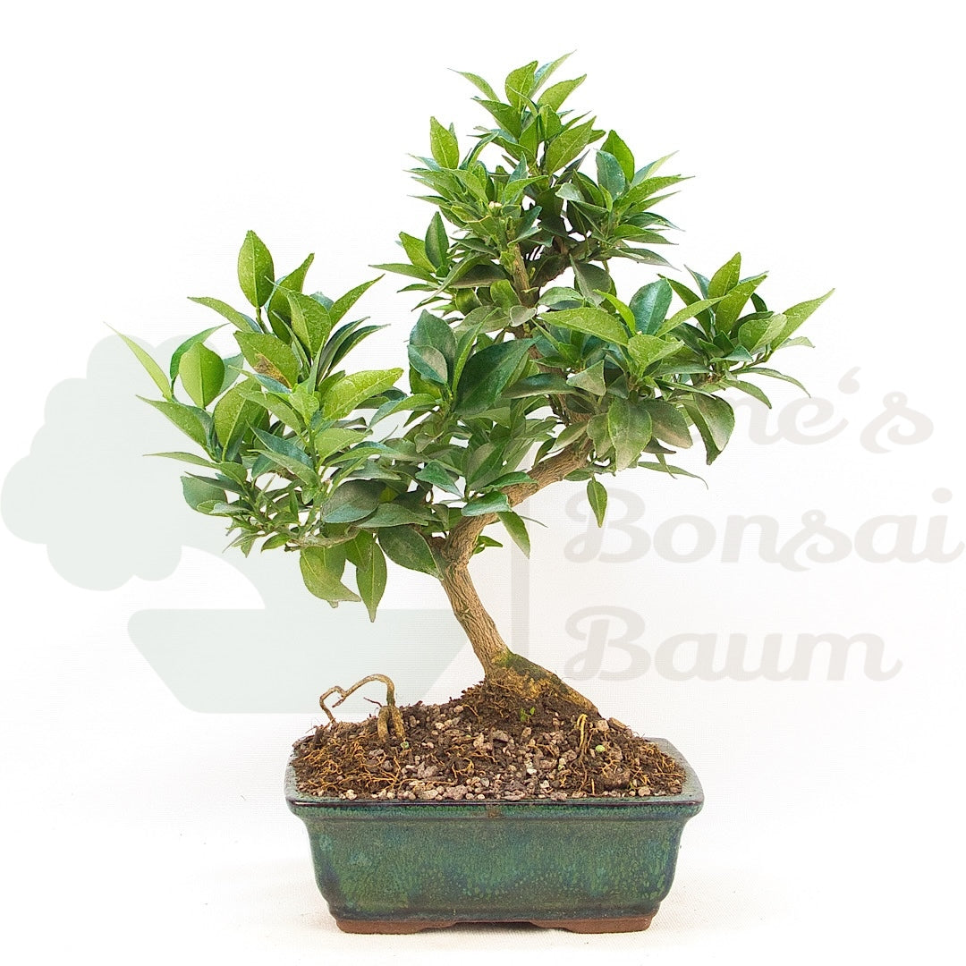 Bitterorange 'Citrus myrtifolia'