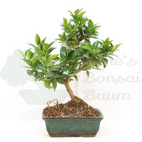 Bitterorange 'Citrus myrtifolia'